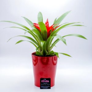  Γκουσμάνια