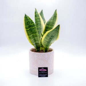 Σανσιβέρια