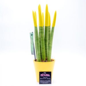 Σανσιβέρια Κίτρινη