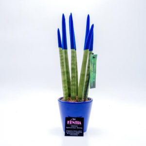 Σανσιβέρια Μπλε