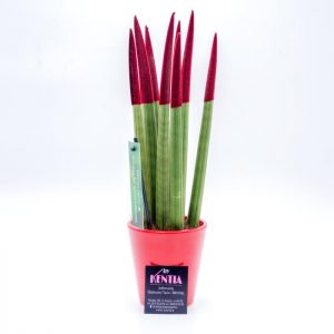 Σανσιβέρια Μπορντό