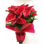 Αλεξανδρινό - Image 2