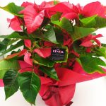 Αλεξανδρινό