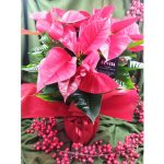 Αλεξανδρινό - Image 3