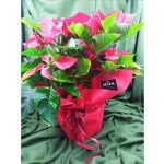 Αλεξανδρινό - Image 4