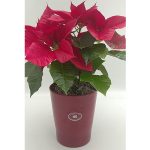 Αλεξανδρινό σε Πήλινη Βάση