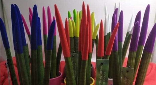 ΕΝΕΡΓΕΙΑΚΑ ΦΥΤΑ