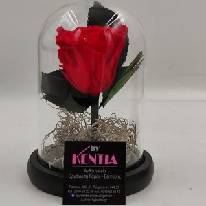 Forever Rose Κόκκινο