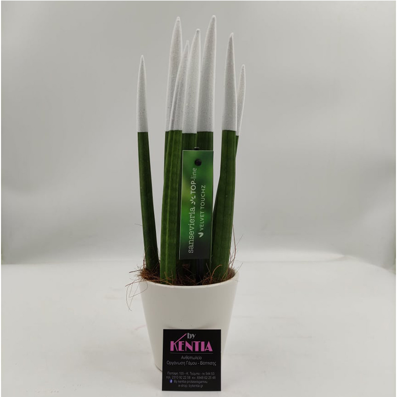 Σανσιβέρια Λευκή