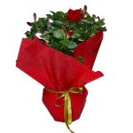 διπλαδένια