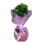 γαρδένια-μπονσάι