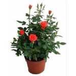 Τριανταφυλλιά